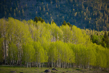 A grove of Quaking Aspen, Populus tremuloides, on Boulder Mountain in Southern Utah.