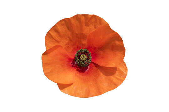Red poppy (papaver rhoeas) a common wild garden red flower plant used in armistice Remembrance Day celebrations and is often called corn poppy, png stock photo cut out on a transparent background