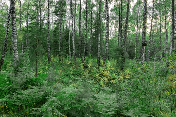 Green forest in overcast cloudy weather. Birch trees with white trunks and lush fliage of shrubs, bushes in grove. Natural nature landscape