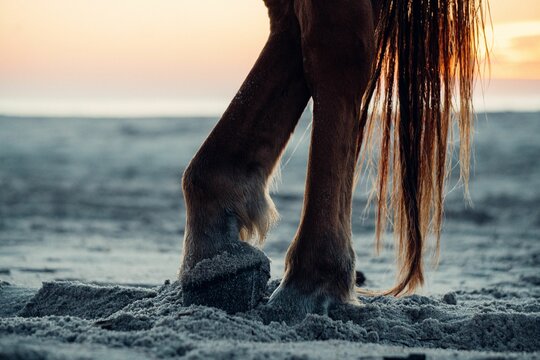 Vertical shot of a horse hooves on a sandy beach