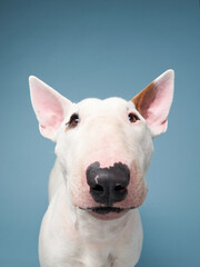 happy bull terrier on a blue background. cute dog studio, for design.