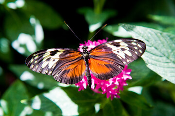 A butterfly feeds on the nectar of a flower in a  garden