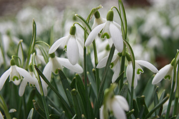 white spring flowers