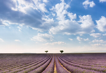 Fototapeta na wymiar Convergent rows of a lavender field in Provence south of France against dramatic summer sky