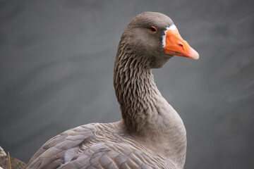 portrait of a goose