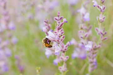 Bees pollinating Purple sage in Southern Utah desert