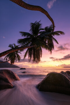 Palm tree silhouettes in sunset on a tropical beach