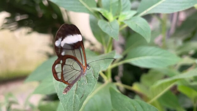 Glasswing butterfly (Greta oto) butterfly sitting on a leaf and flying away in slow motion.