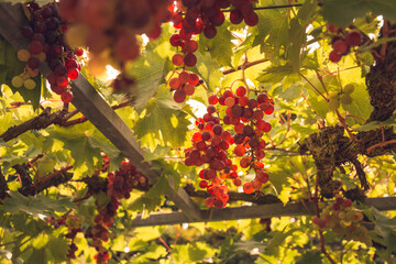 Low angle view of red grapes on vineyard in Loire valley in France