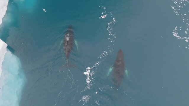 Ballenas Jorobadas nadando cerca de grandes icebergs