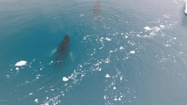 Ballenas Jorobadas nadando cerca de grandes icebergs