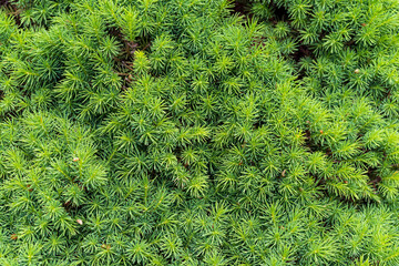 Close view of vibrant fresh shoots from a white spruce tree in the early morning light.