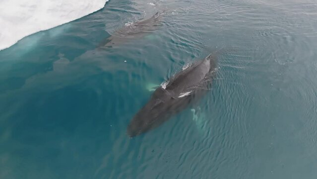 Ballenas Jorobadas nadando cerca de grandes icebergs