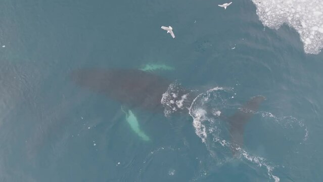 Ballenas Jorobadas nadando cerca de grandes icebergs