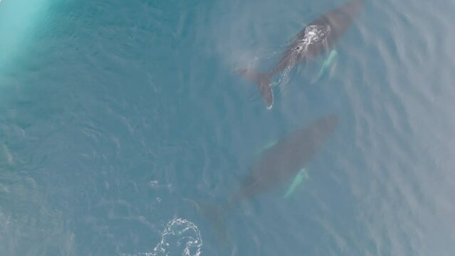 Ballenas Jorobadas nadando cerca de grandes icebergs