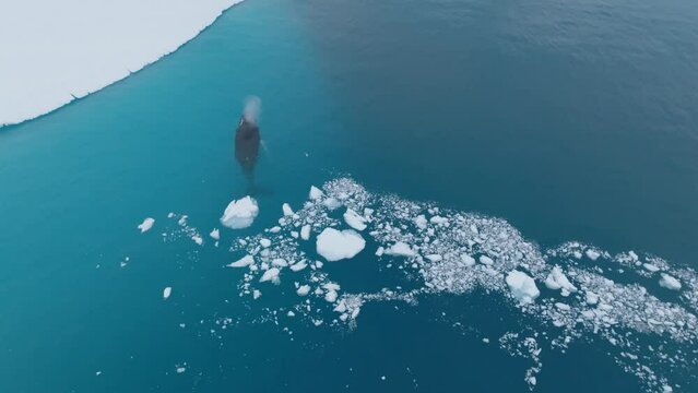 Ballenas Jorobadas nadando cerca de grandes icebergs