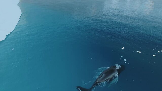 Ballenas Jorobadas nadando cerca de grandes icebergs