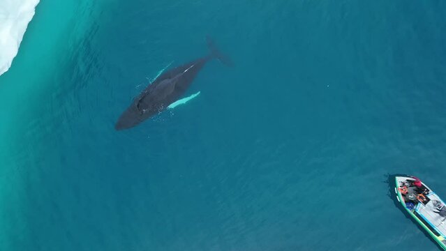 Ballenas Jorobadas nadando cerca de grandes icebergs