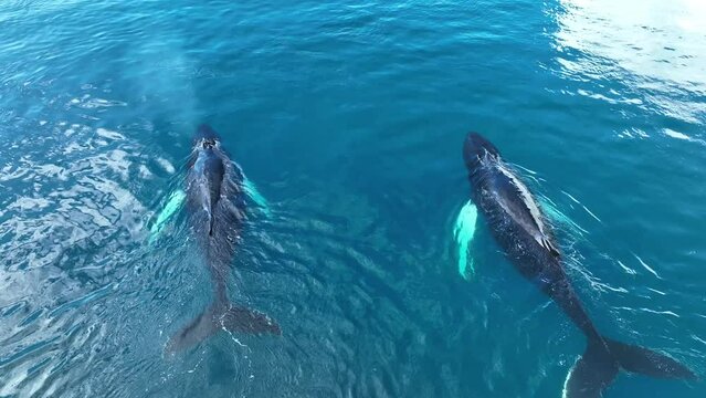 Ballenas Jorobadas nadando cerca de grandes icebergs