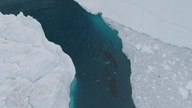 Ballenas Jorobadas nadando cerca de grandes icebergs