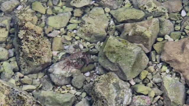 Closeup of a Runner Crab (Pachygrapsus marmoratus) moving on the stones in the water