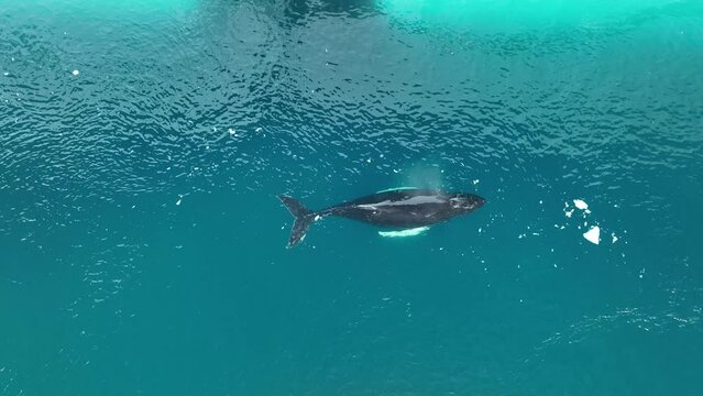 Ballenas Jorobadas nadando cerca de grandes icebergs