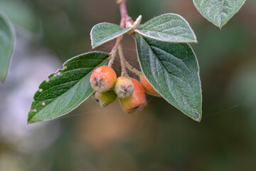 Cotoneaster Berries At Amsterdam The Netherlands 17-9-2022