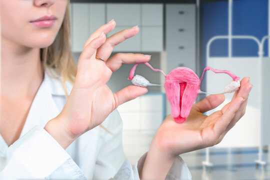 Female uterus. Girl gynecologist with model ovaries and uterus. Hands of woman gynecologist. Caring for womans sexual health. Female doctor demonstrates model of uterus. Female reproductive function