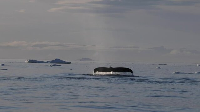 Ballenas Jorobadas nadando cerca de grandes icebergs