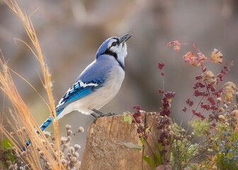 blue jay on perch in autumn