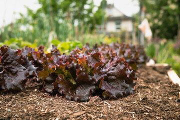 Many red lettuce plants growing in lush summer garden. Rows of mature Cimmaron romaine lettuce in raised garden bed ready to harvested. Heirloom salad with dark red or maroon color. Selective focus.