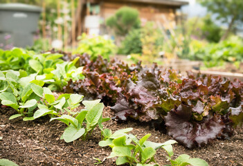 Red lettuce heads and beets growing in lush garden. Rows of mature Cimmaron romaine lettuce plants in raised garden bed ready to harvest. Heirloom salad with dark red maroon color. Selective focus. - obrazy, fototapety, plakaty