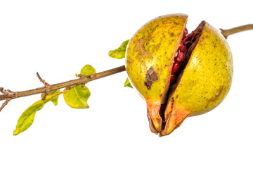 Detail of a ripe open pomegranate on the tree due to not having harvested it on time isolated on white