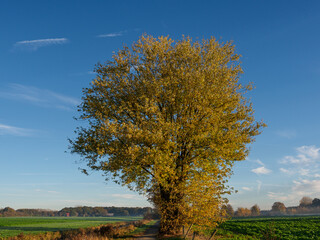 Obraz premium Herbstmorgen an einem Fluß im Münsterland