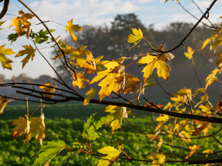 Herbstmorgen an einem Fluß im Münsterland