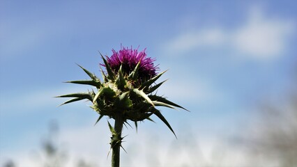 thistle flower against sky background