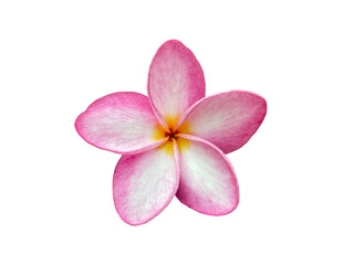 Fototapeta na wymiar solated pink Frangipani flowers Commonly known as plumeria, Frangipani, Temple tree. The flowers are fragrant and are medicinal herbs used in combination with betel nut. Soft and selective focus.