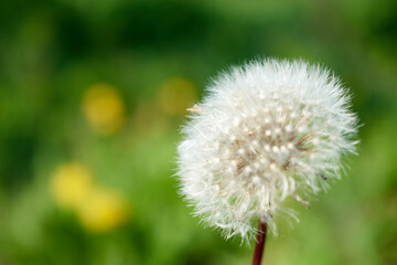 A close-up photo of a dandelion with the main focus on the edges of the dandelion
