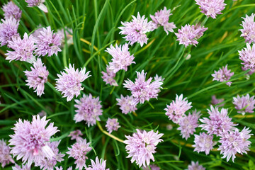 A large number of small pink flowers on thin green stems with a focus on one flower
