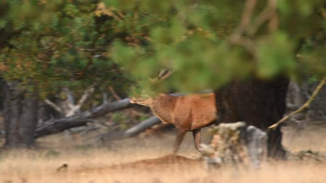 Red deer stag in a forest during early autumn at the start of the rutting season.