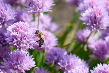 A bee on a beautiful pink flower in the foreground and a blurry background with the same flowers