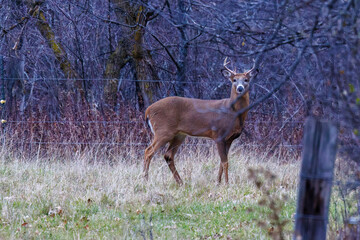 Naklejka na ściany i meble White-tailed Buck (Odocoileus virginianus) standing in a pasture during fall in Wisconsin. Selective focus, background blur and foreground blur 