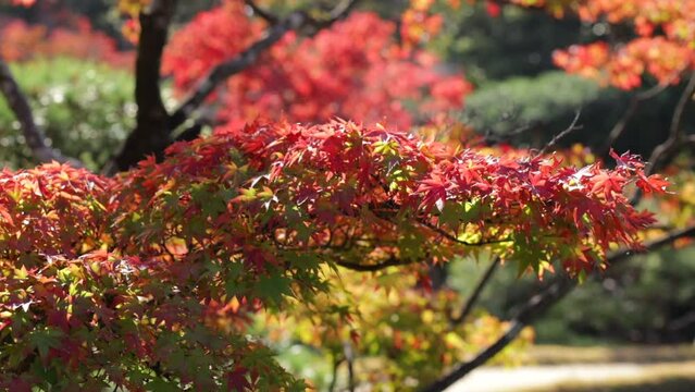 Maple trees leaves turned red in the fall in a japanese garden in autum