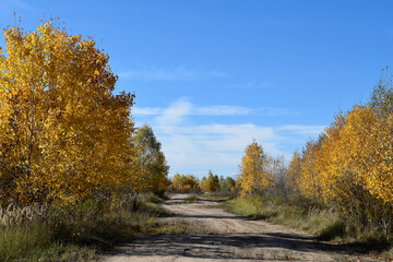 sandy road in the forest in autumn