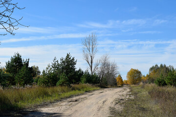 sandy road in the forest in autumn