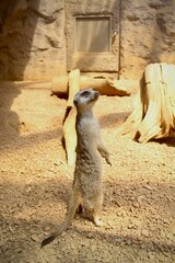 Cute Meerkat at Indianapolis Zoo