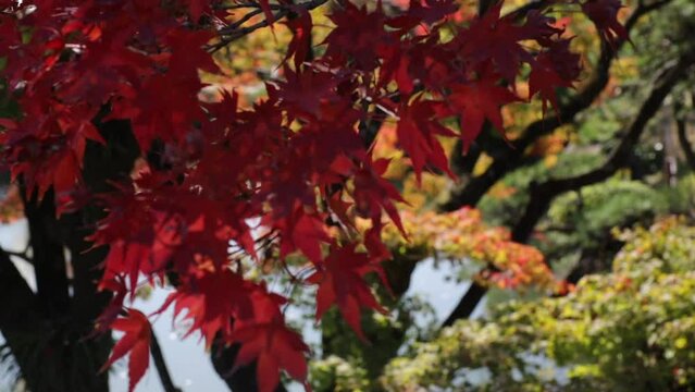 Maple trees leaves turned red in the fall in a japanese garden in autum