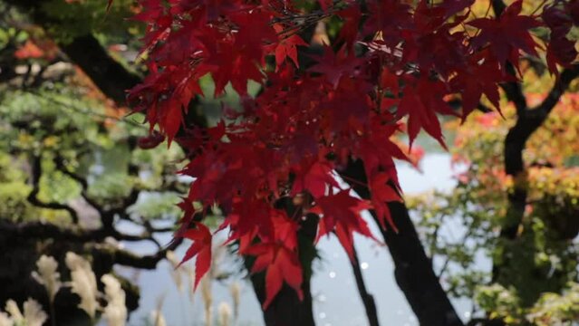 Maple trees leaves turned red in the fall in a japanese garden in autum