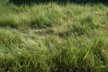 Obraz na płótnie Canvas green grass on the meadow