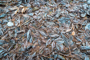 Zamarznięte liście leżące na ziemi. Między jesienią a zimą 